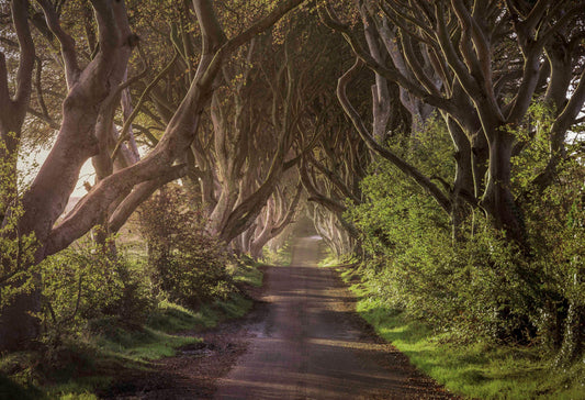 Dark Hedges Sunrise