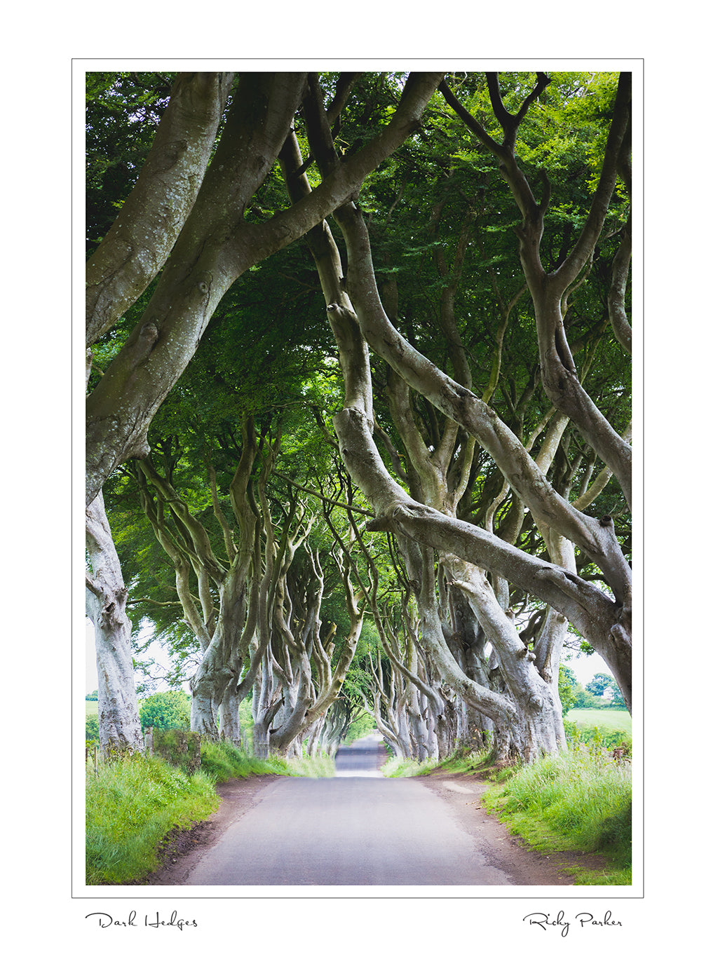 Dark Hedges