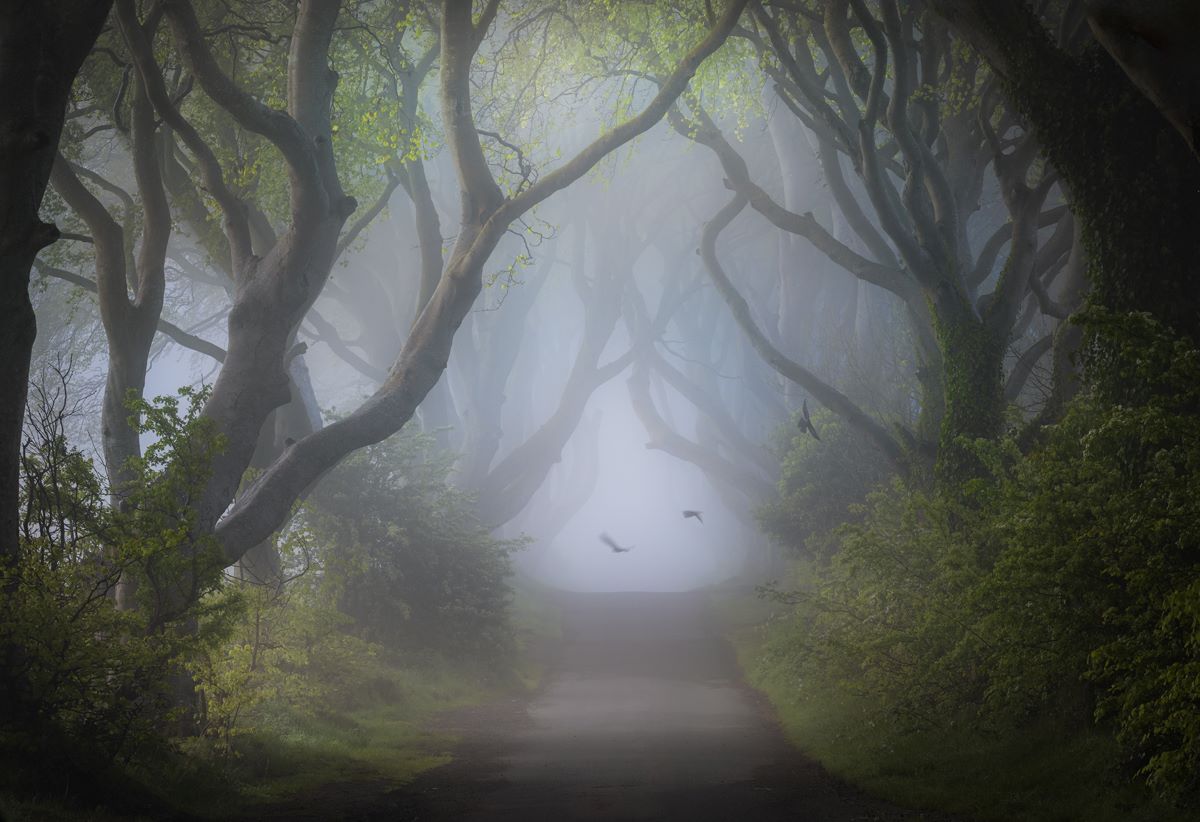 The Magical Dark Hedges